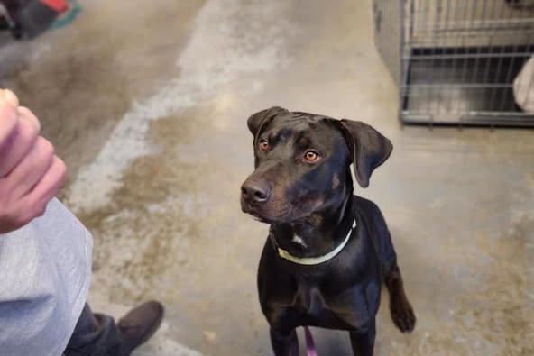 Mia, a Adoptable mixed breed in Crescent city, CA image 3/5