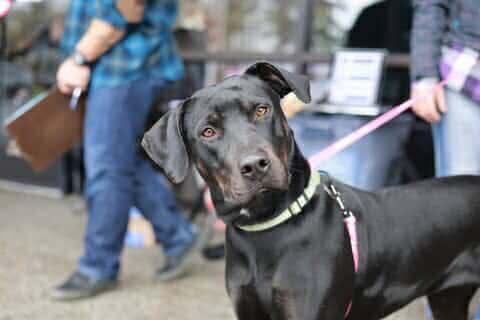 Mia, a Adoptable mixed breed in Crescent city, CA image 1/5