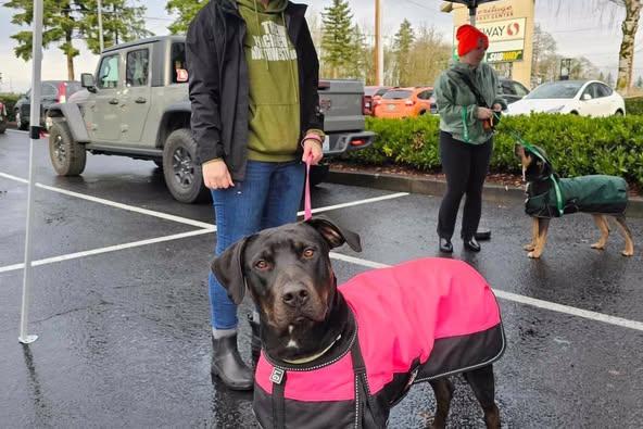 Mia, a Adoptable mixed breed in Crescent city, CA image 4/5