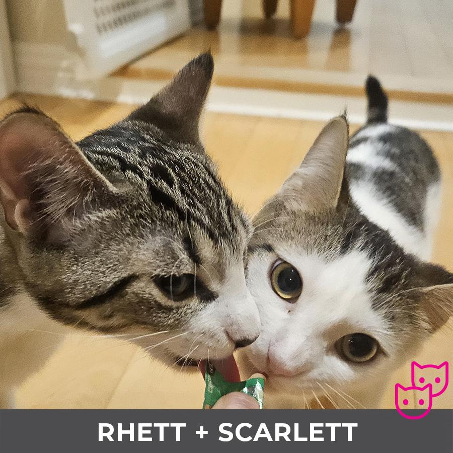 Enlarge Scarlett (bonded with Rhett), an adopted Domestic Short Hair in Etobicoke, ON image 4/5