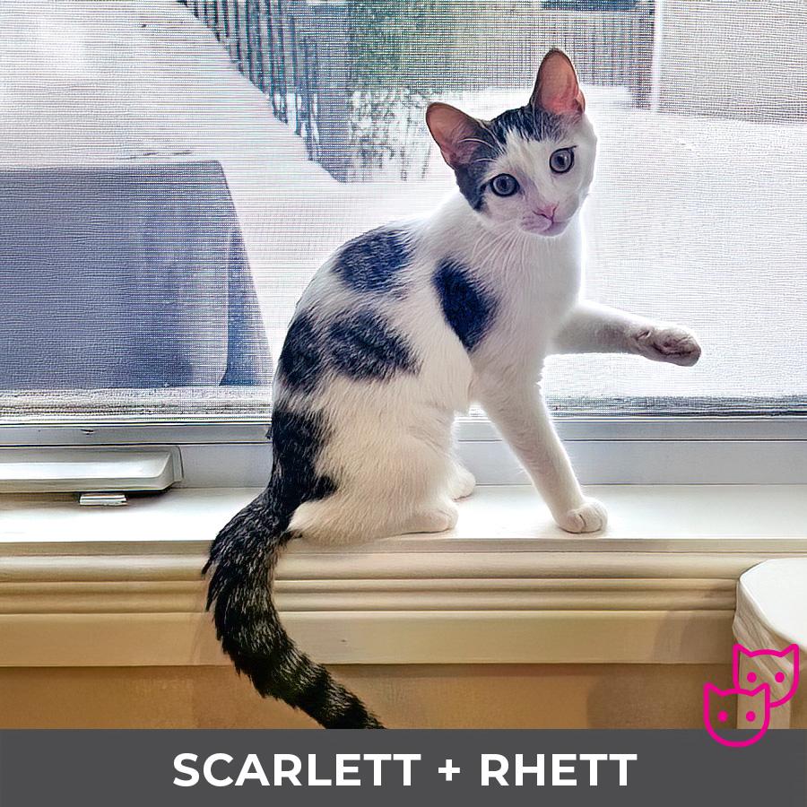 Enlarge Scarlett (bonded with Rhett), an adopted Domestic Short Hair in Etobicoke, ON image 2/5