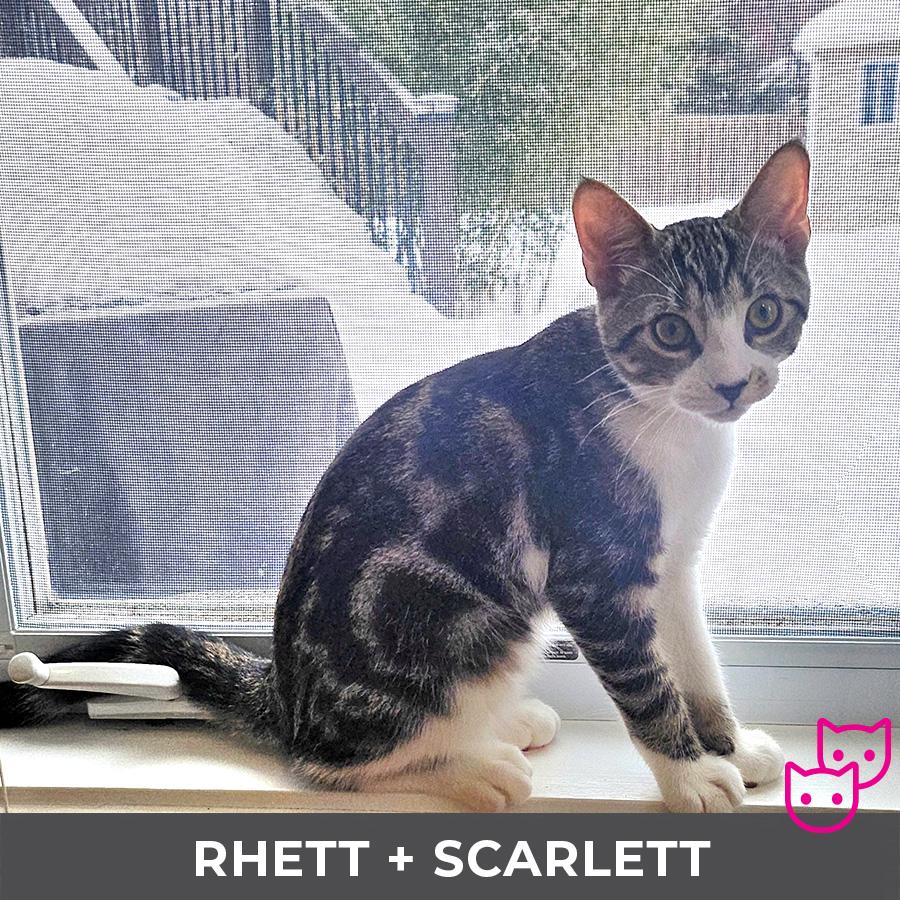 Enlarge Scarlett (bonded with Rhett), an adopted Domestic Short Hair in Etobicoke, ON image 3/5