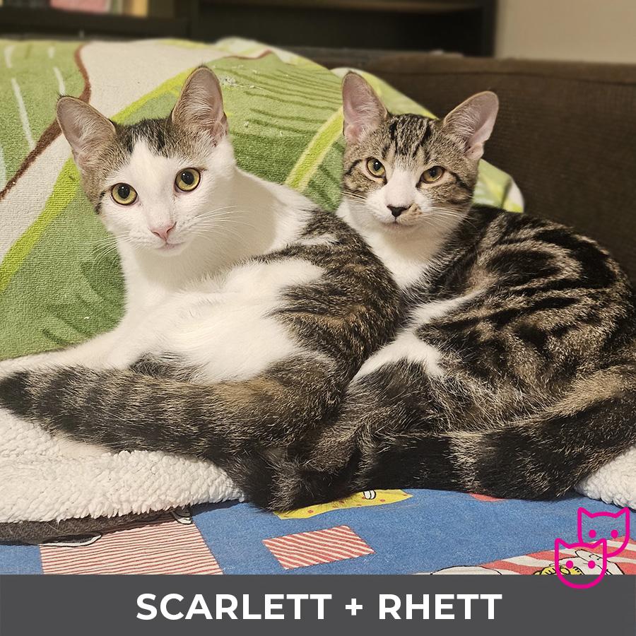 Enlarge Scarlett (bonded with Rhett), an adopted Domestic Short Hair in Etobicoke, ON image 5/5