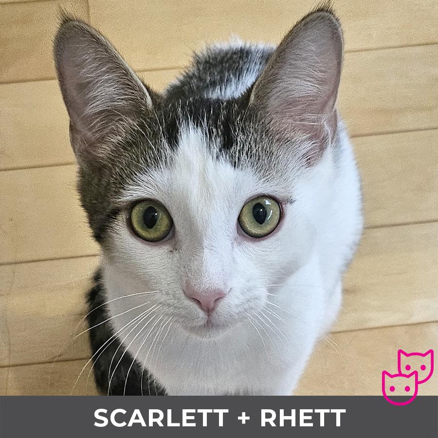 Enlarge Scarlett (bonded with Rhett), an adopted Domestic Short Hair in Etobicoke, ON image 1/5