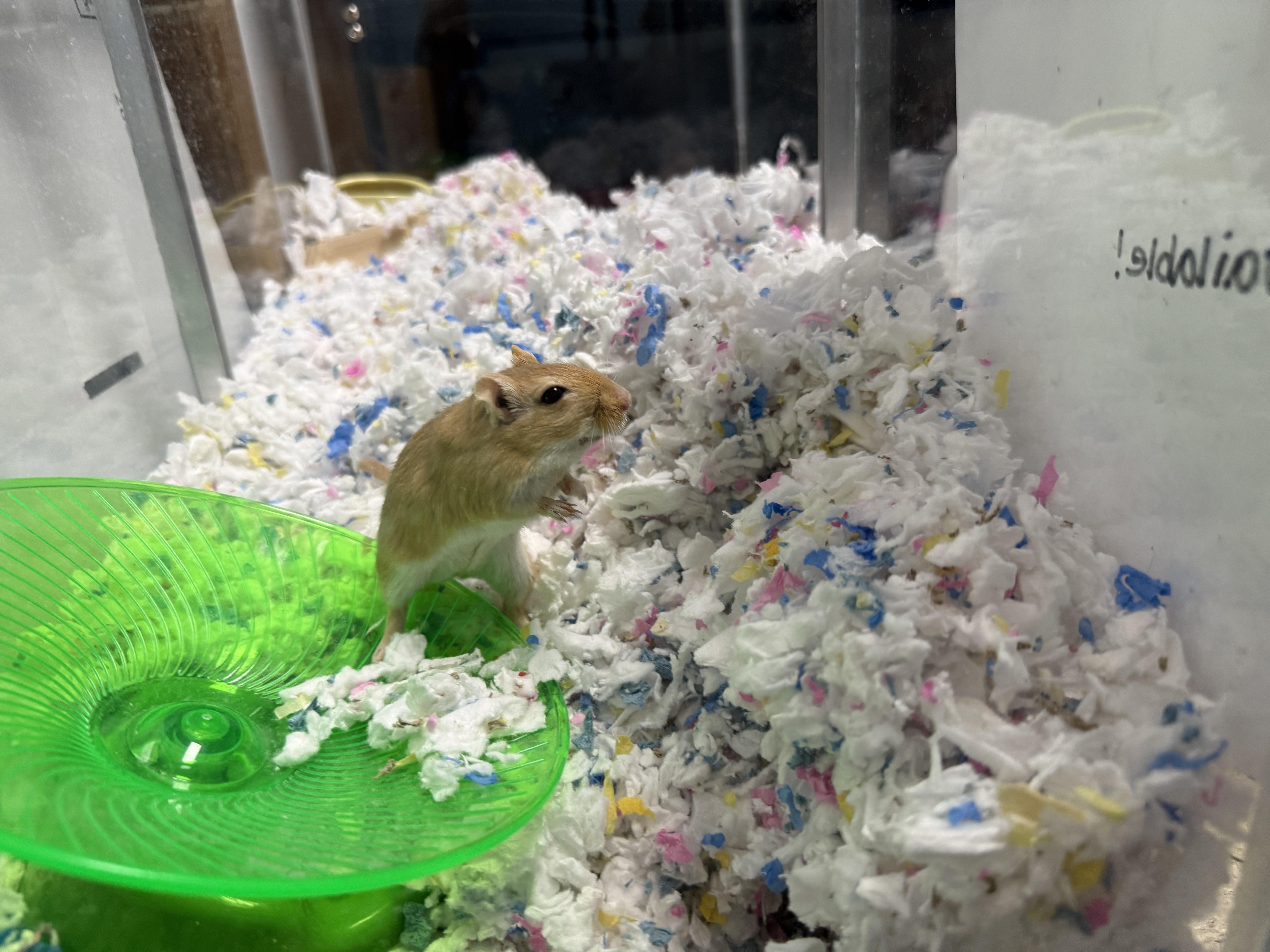 Enlarge Libby, a ADOPTABLE Gerbil in Medford, NY image 1/1