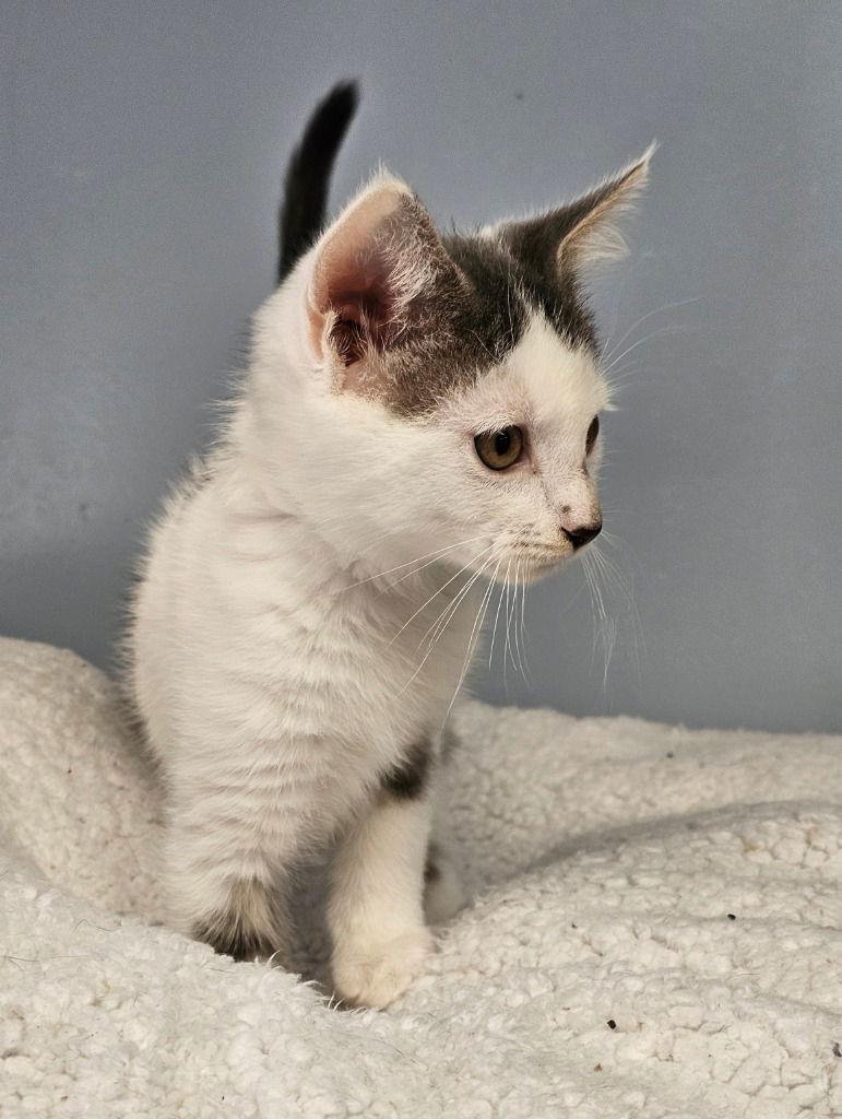 Phoenix, Adoptable, Kitten Male Domestic Short Hair.