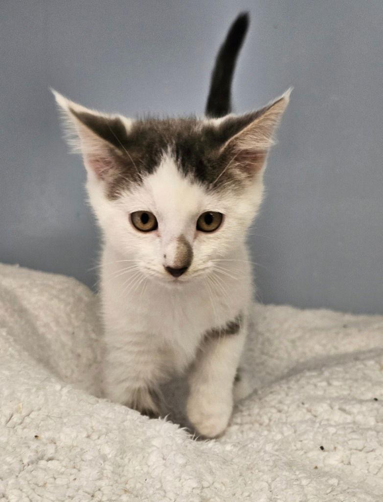 Phoenix, a Adoptable Domestic Short Hair in Lovingston, VA image 2/3