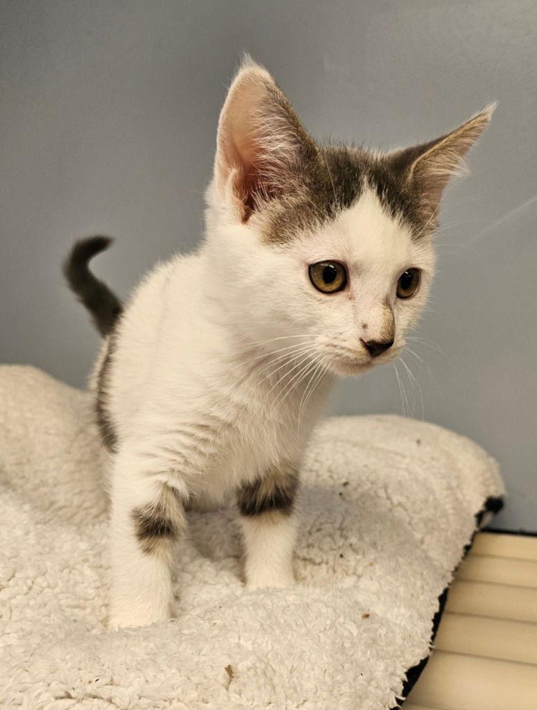 Phoenix, a Adoptable Domestic Short Hair in Lovingston, VA image 3/3