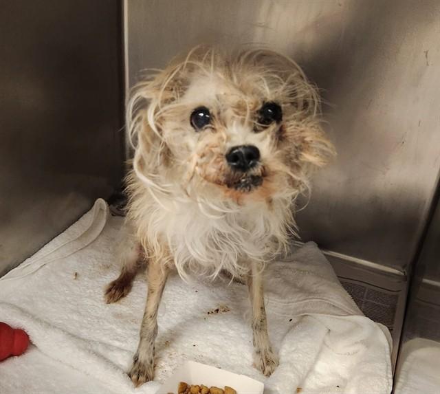 TOOTHPICK, Adoptable, Senior Male Parson Russell Terrier & Mixed Breed.