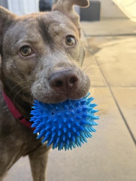 Enlarge Zandy, a Adoptable mixed breed in San Diego, CA image 1/1