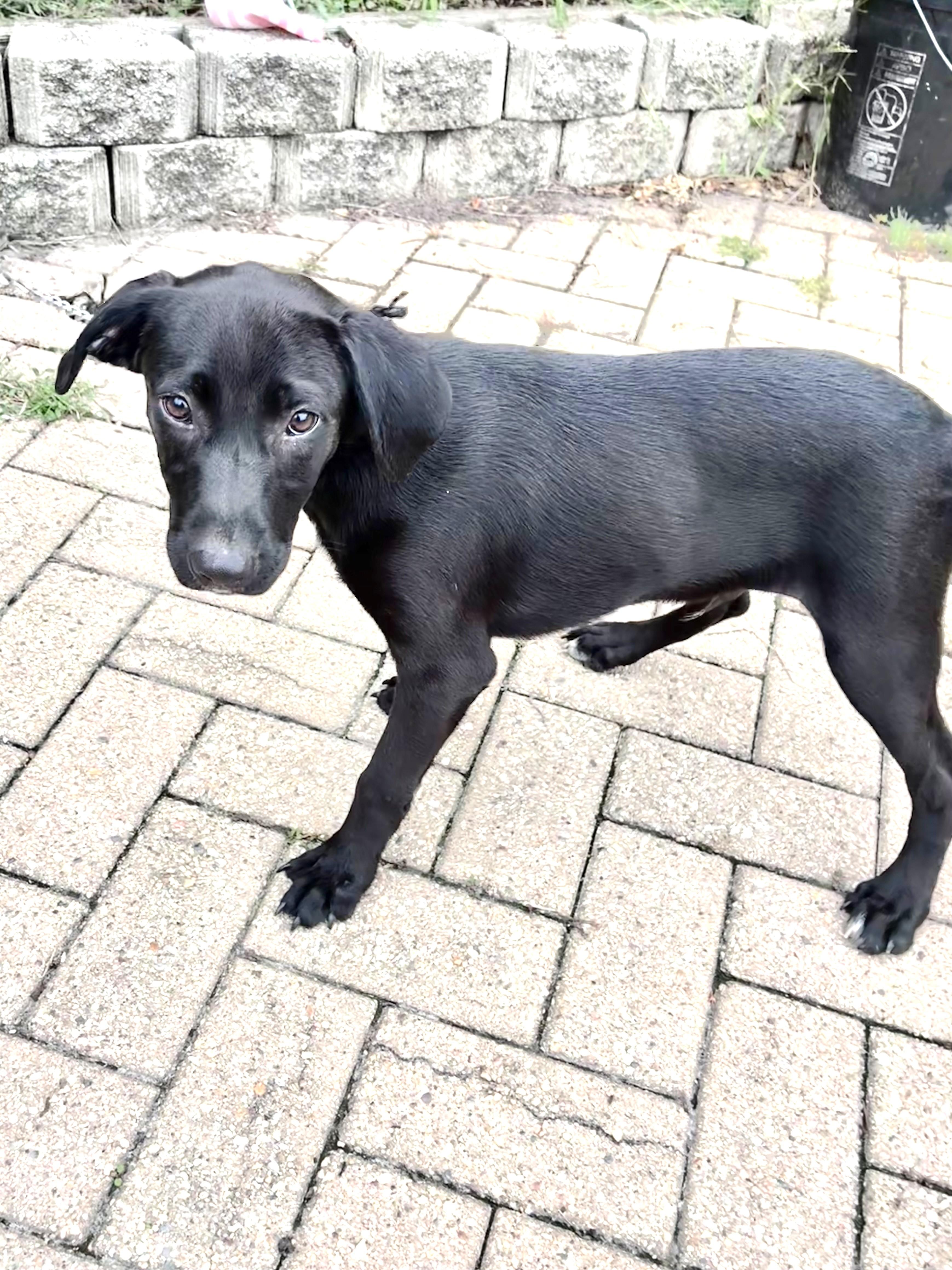 Enlarge Mudnight, a Adoptable mixed breed in West Chicago, IL image 3/3