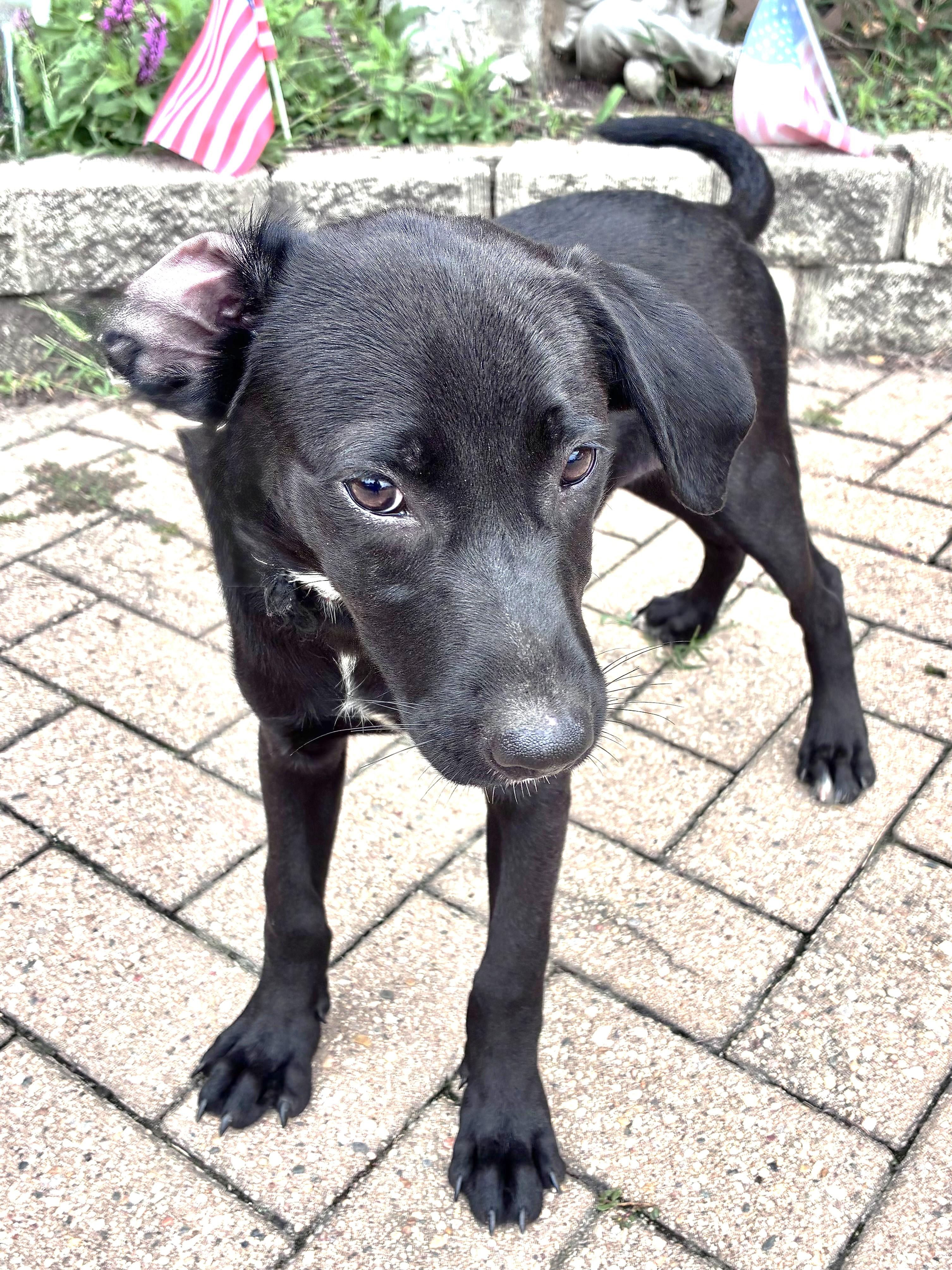 Enlarge Mudnight, a Adoptable mixed breed in West Chicago, IL image 2/3