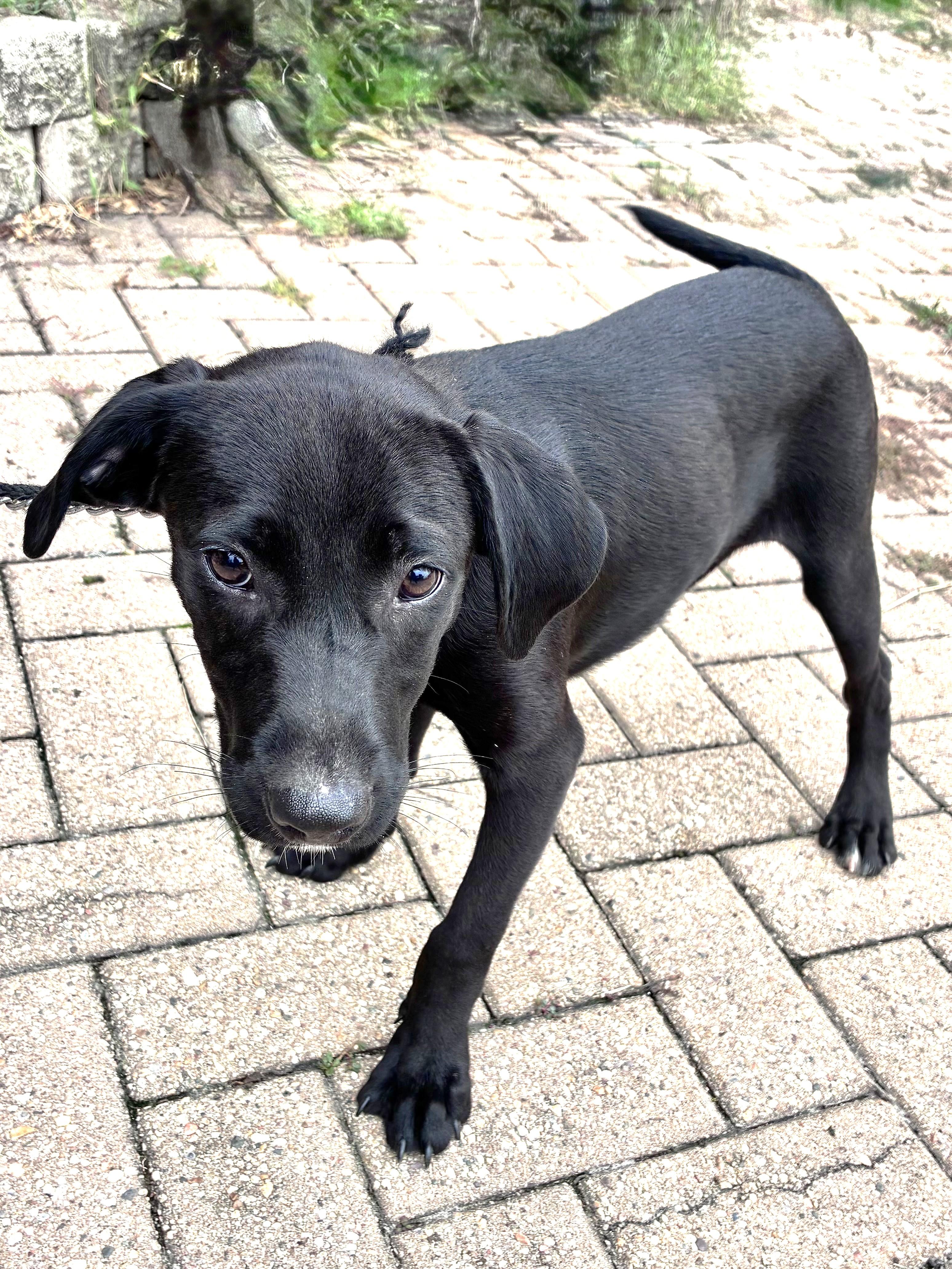 Enlarge Mudnight, a Adoptable mixed breed in West Chicago, IL image 1/3