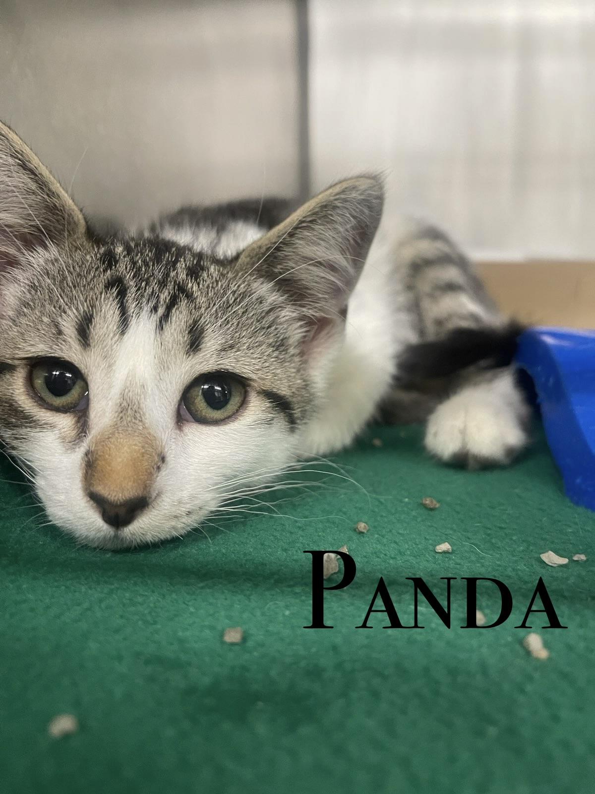 MORE KITTENS, a ADOPTABLE Domestic Short Hair in Craig, CO image 2/3