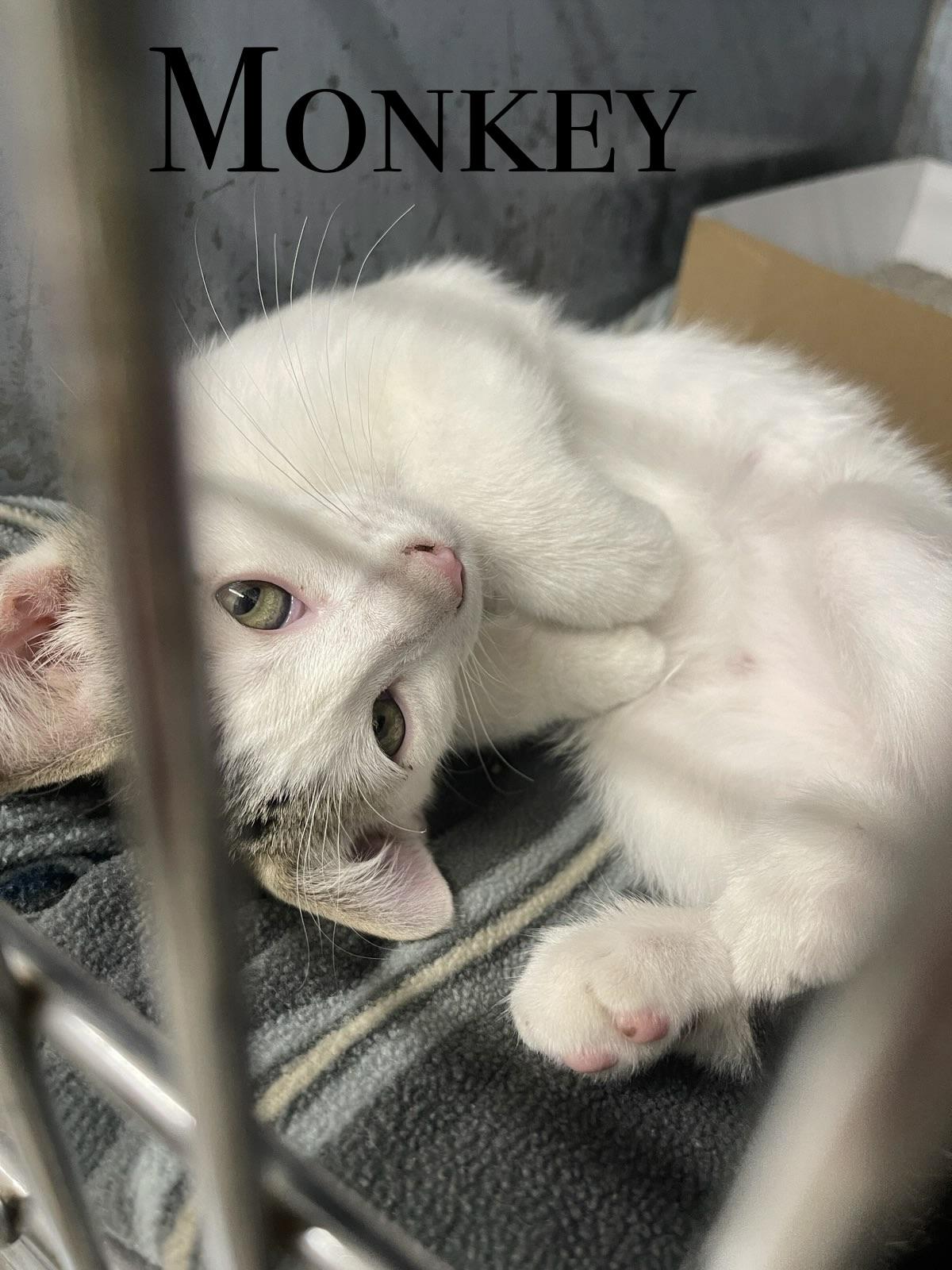 MORE KITTENS, a ADOPTABLE Domestic Short Hair in Craig, CO image 3/3
