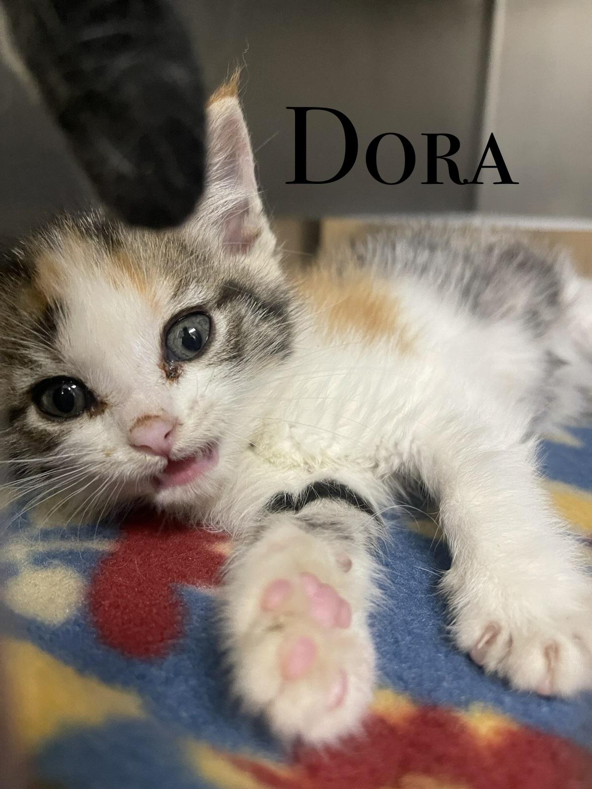 MORE KITTENS, ADOPTABLE, Kitten Female Domestic Short Hair.