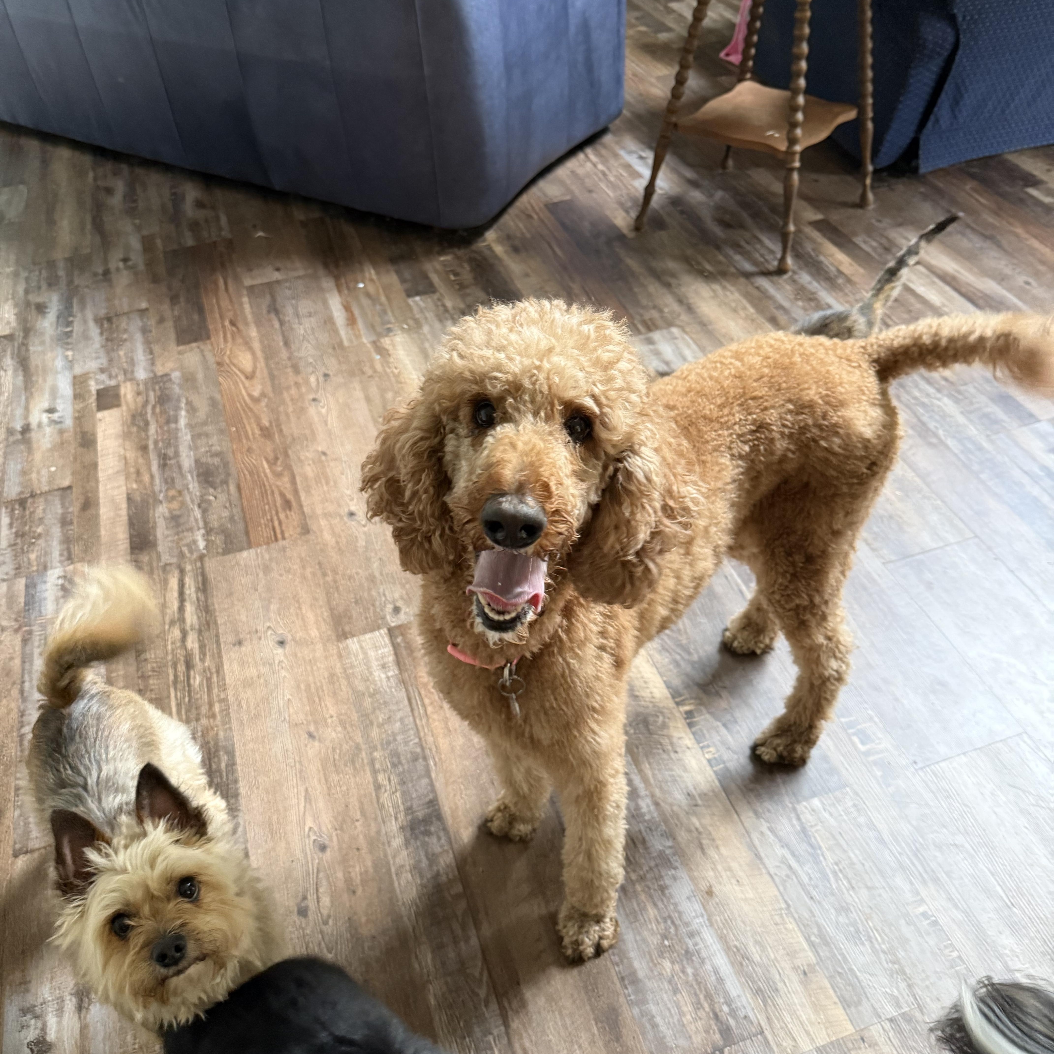 Sami, a ADOPTABLE Standard Poodle in Pittsboro, NC image 1/2