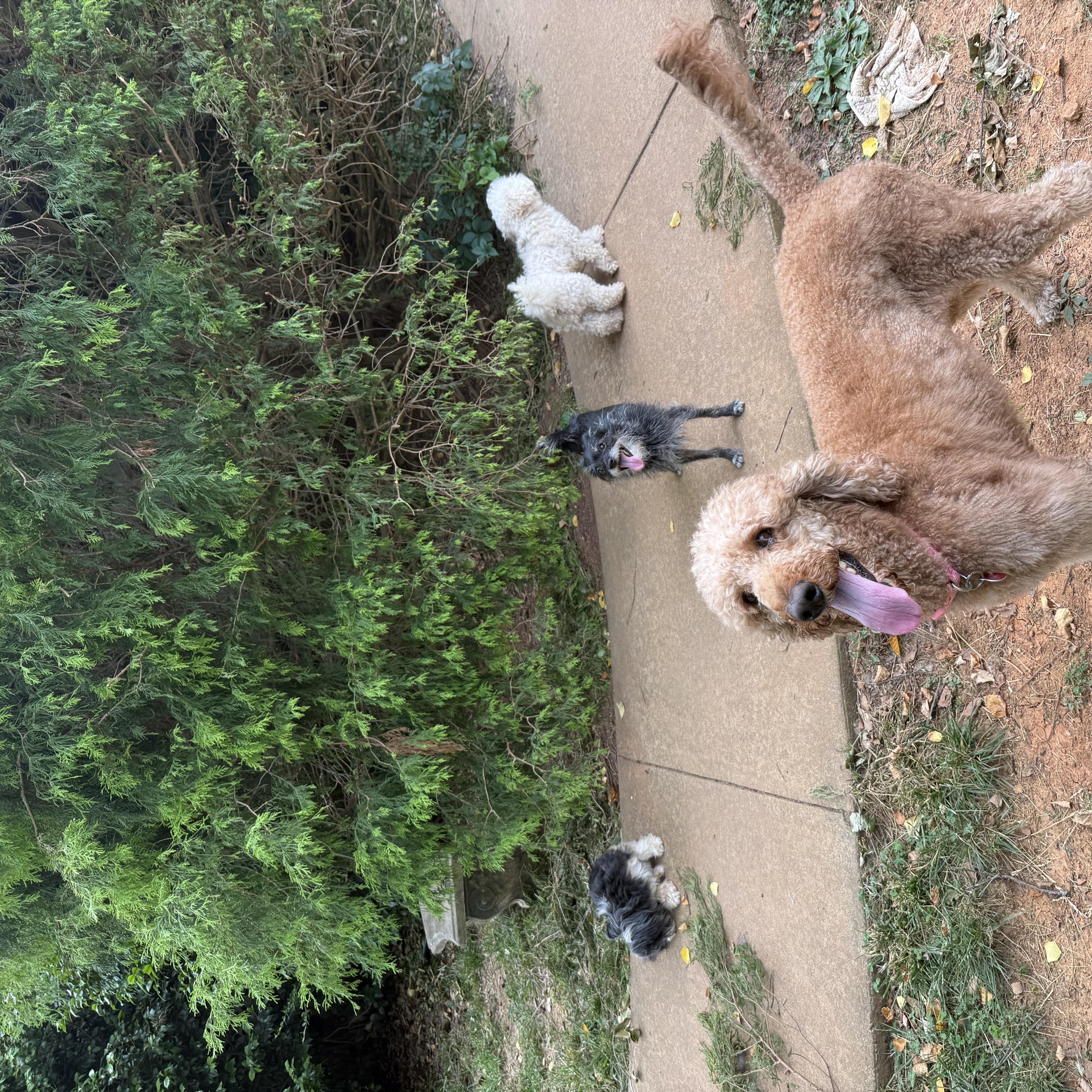 Sami, a ADOPTABLE Standard Poodle in Pittsboro, NC image 2/2
