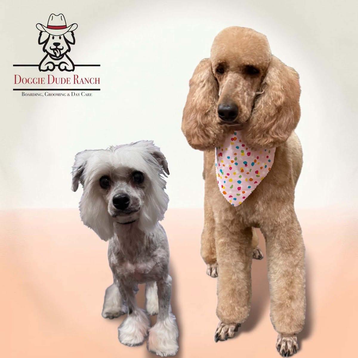 Sami, Adoptable, Young Female Standard Poodle.