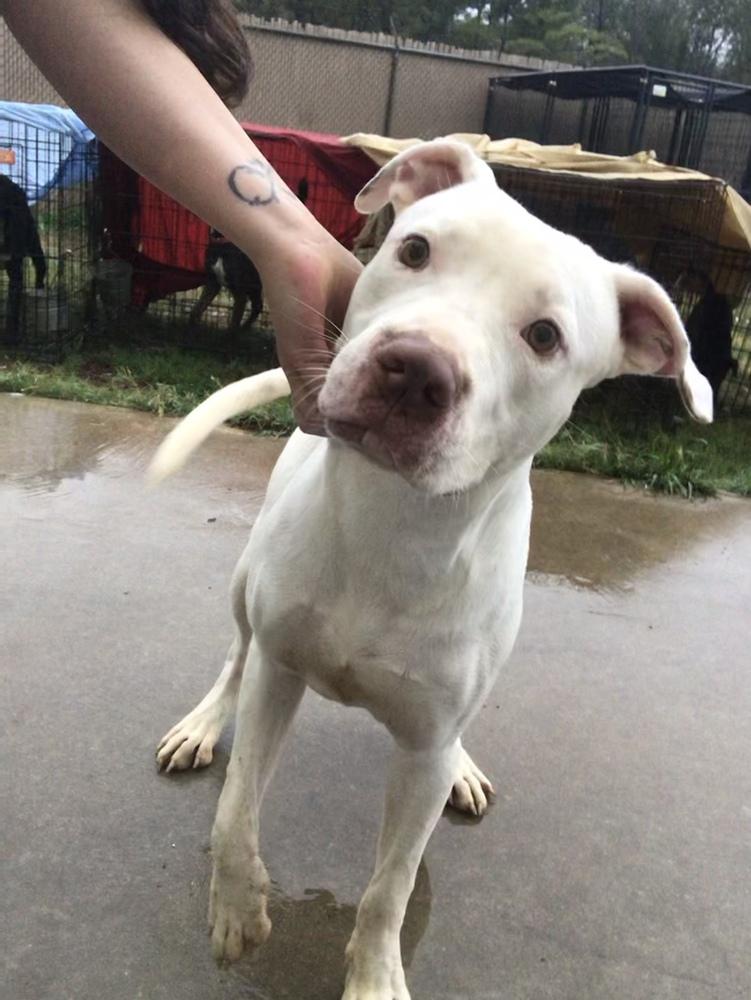 Bill, Adoptable, Adult Male Pit Bull Terrier.