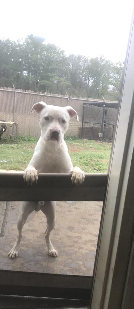 Enlarge Bill, a Adoptable mixed breed in Crystal Springs, MS image 3/4