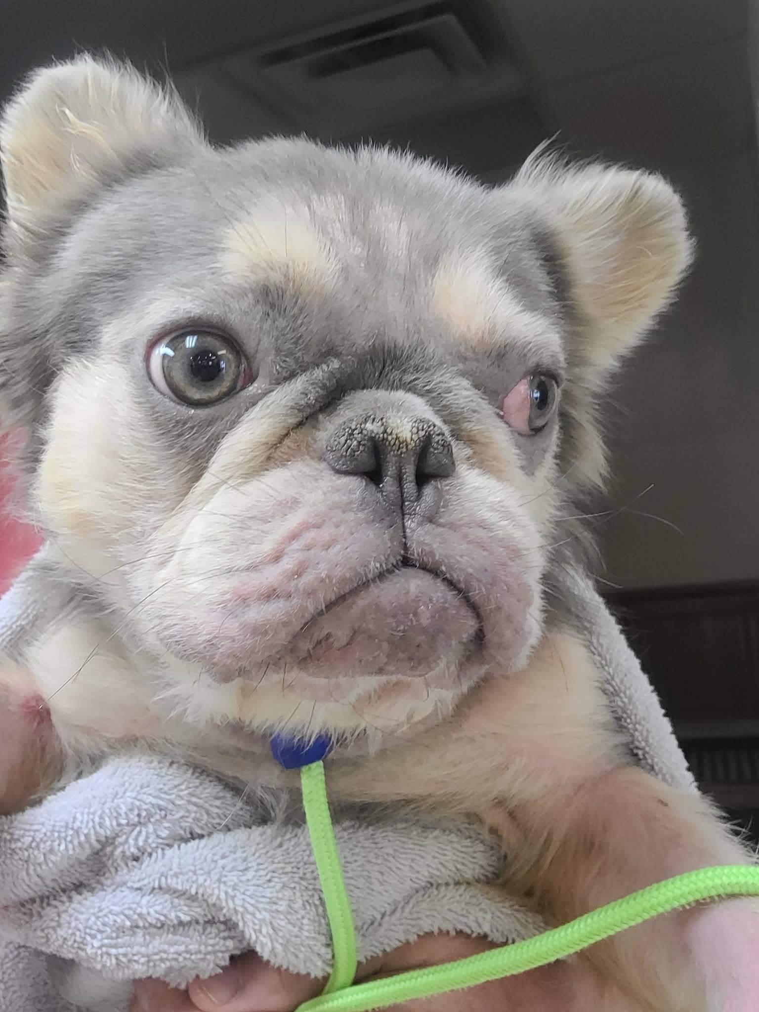 Enlarge Nerf, an adopted French Bulldog in St. Clairsville, OH image 5/5