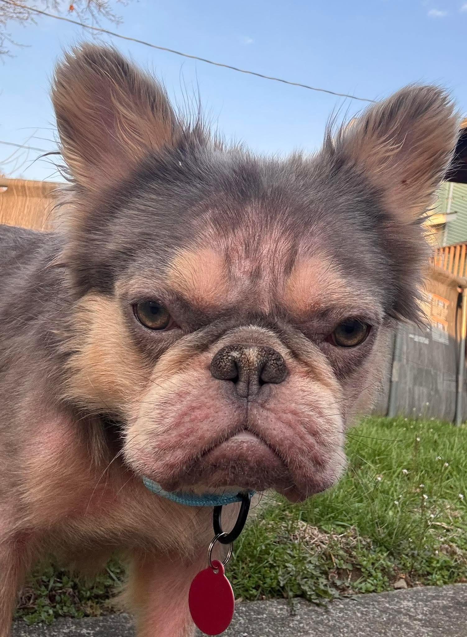 Enlarge Nerf, an adopted French Bulldog in St. Clairsville, OH image 2/5