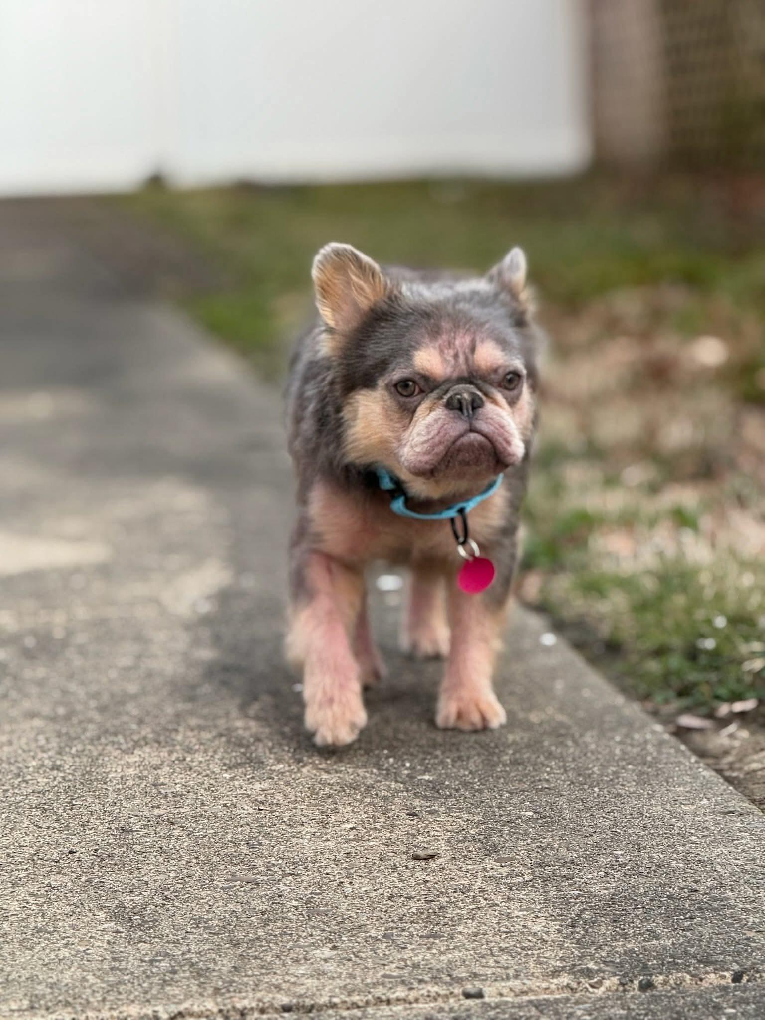 Nerf, adopted, Young Male French Bulldog.