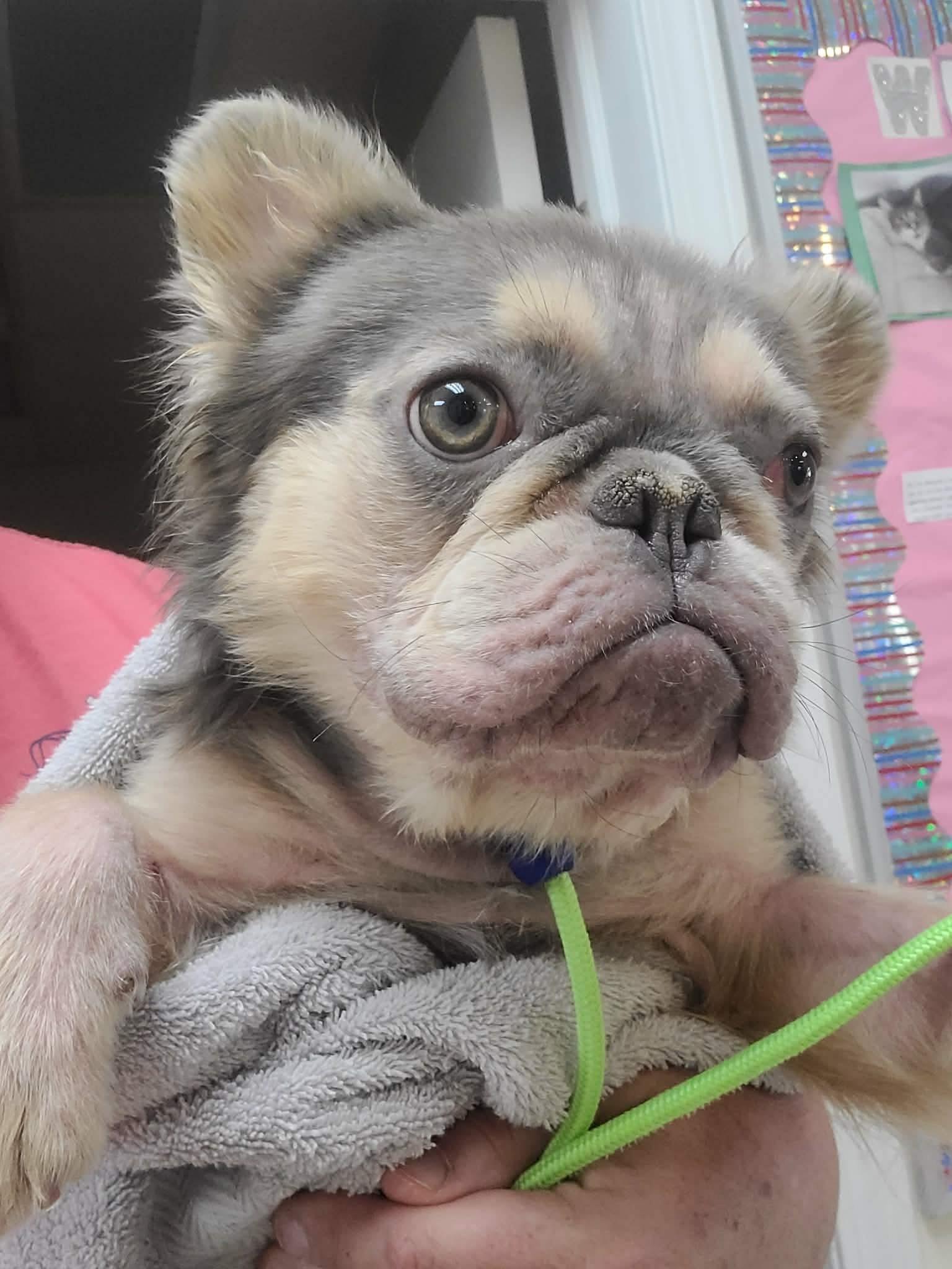 Enlarge Nerf, an adopted French Bulldog in St. Clairsville, OH image 4/5