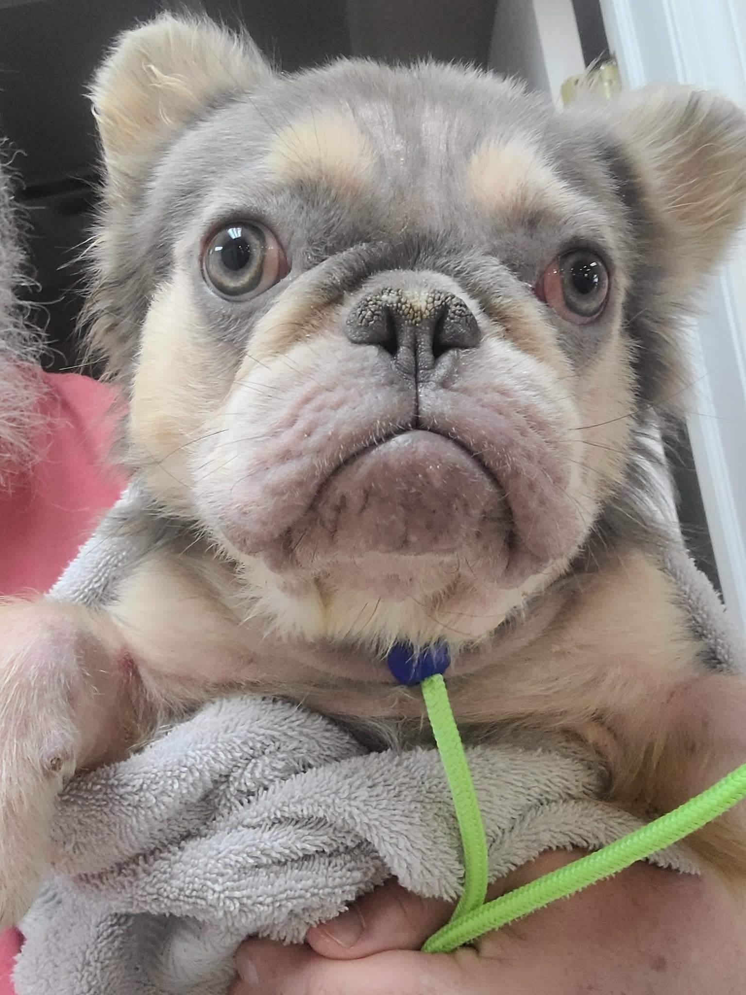 Enlarge Nerf, an adopted French Bulldog in St. Clairsville, OH image 3/5