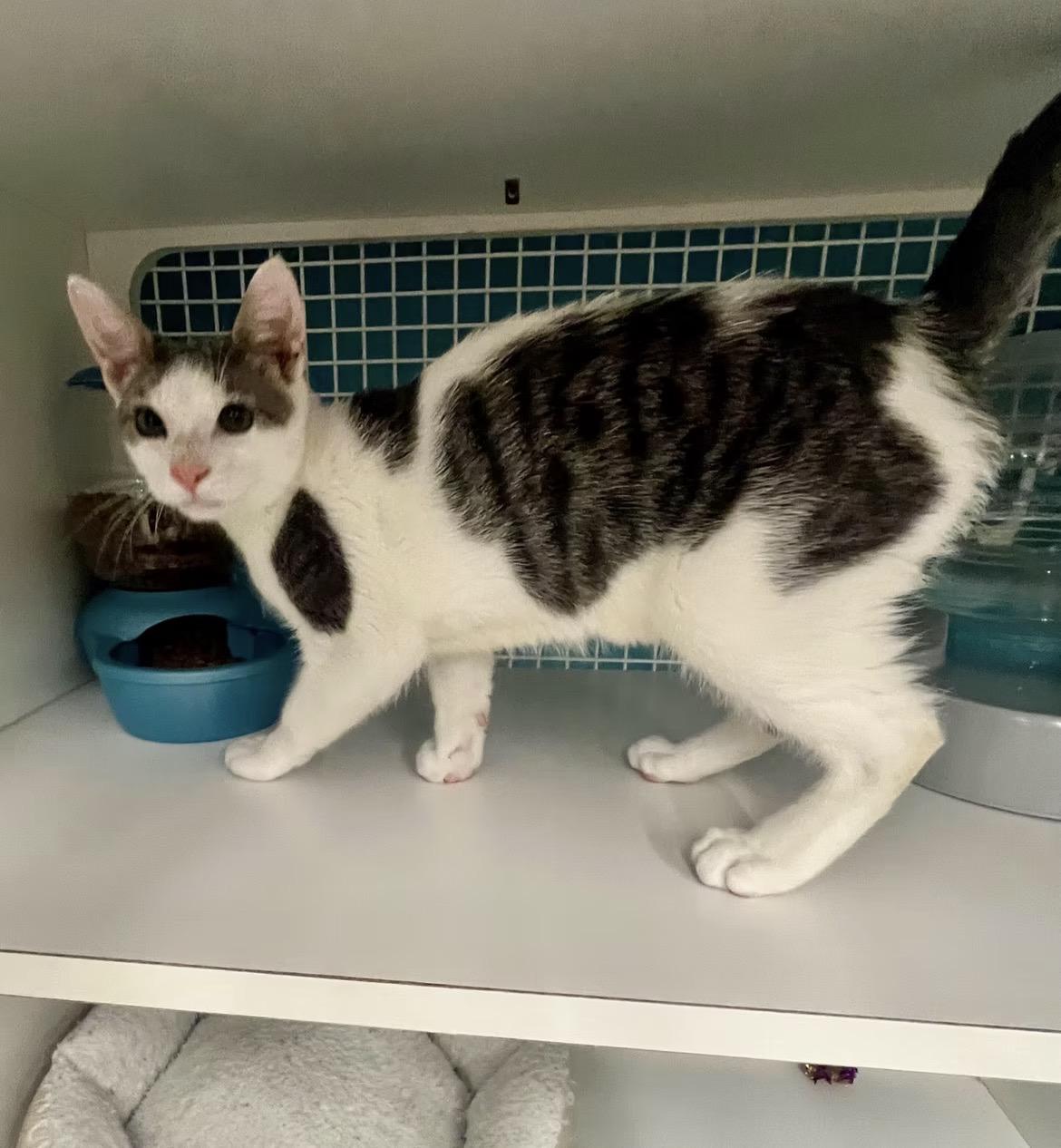 Colton, ADOPTABLE, Kitten Male Domestic Short Hair.