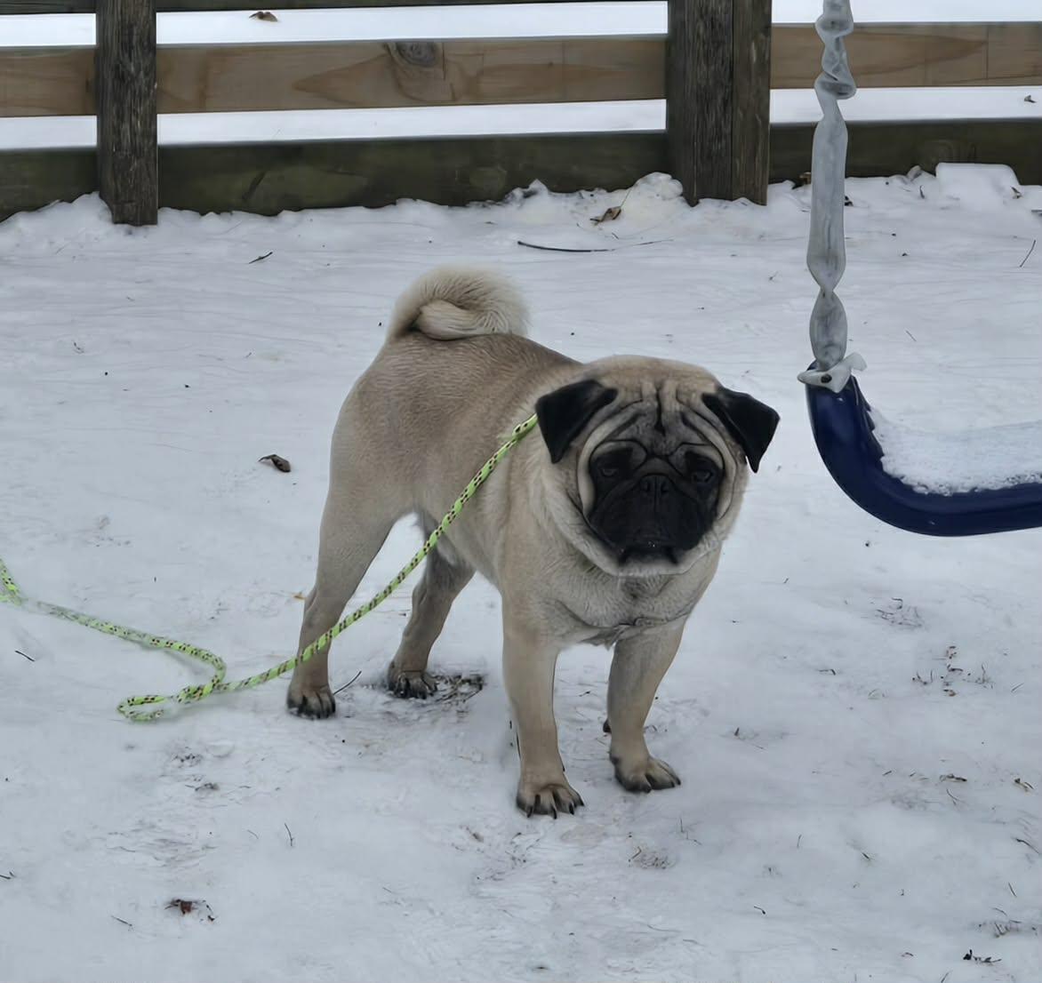 Enlarge Whinston. ADOPTED, a ADOPTABLE Pug in Union Grove, WI image 3/3