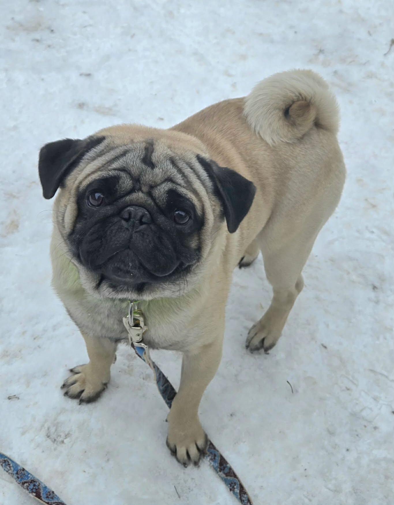 Whinston, ADOPTABLE, Young Male Pug.
