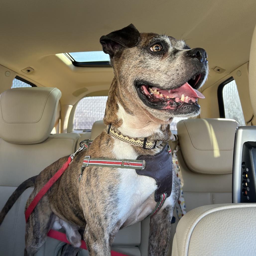 Tyson — thumbnail 2