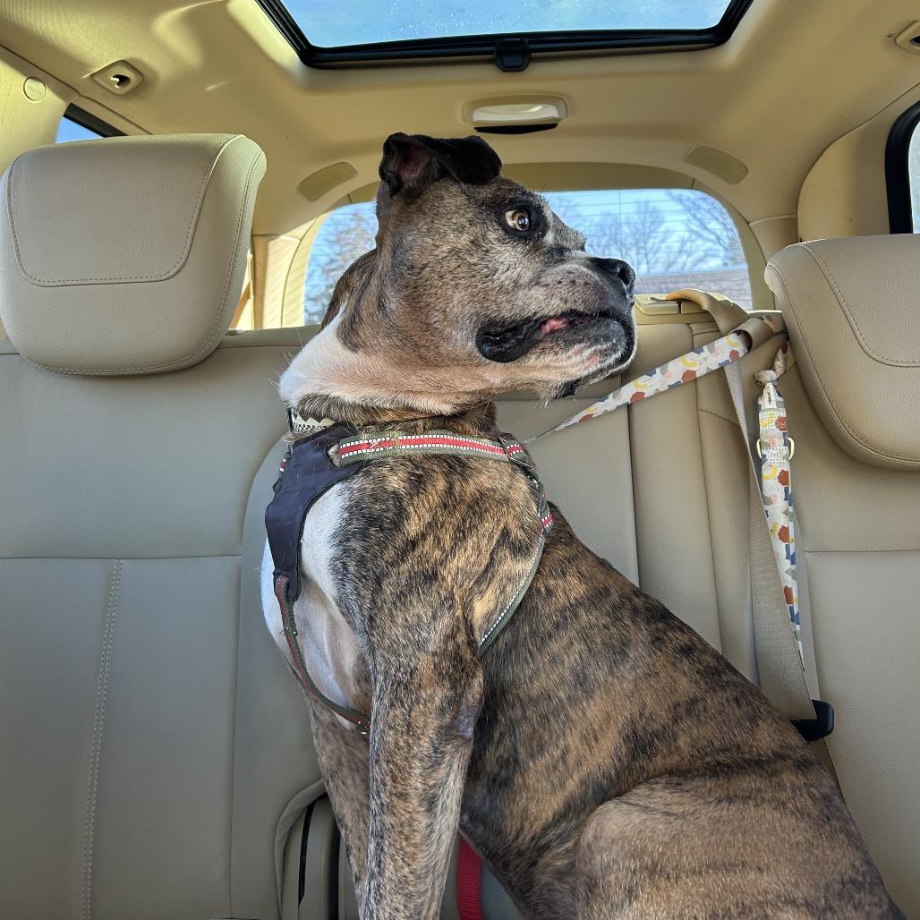 Tyson — thumbnail 5