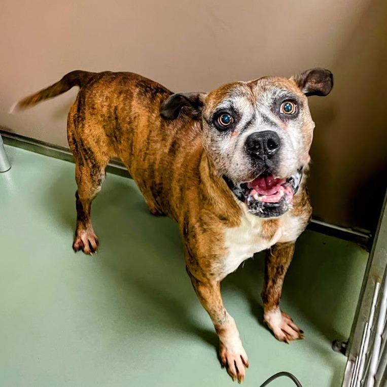 Tyson — thumbnail 6