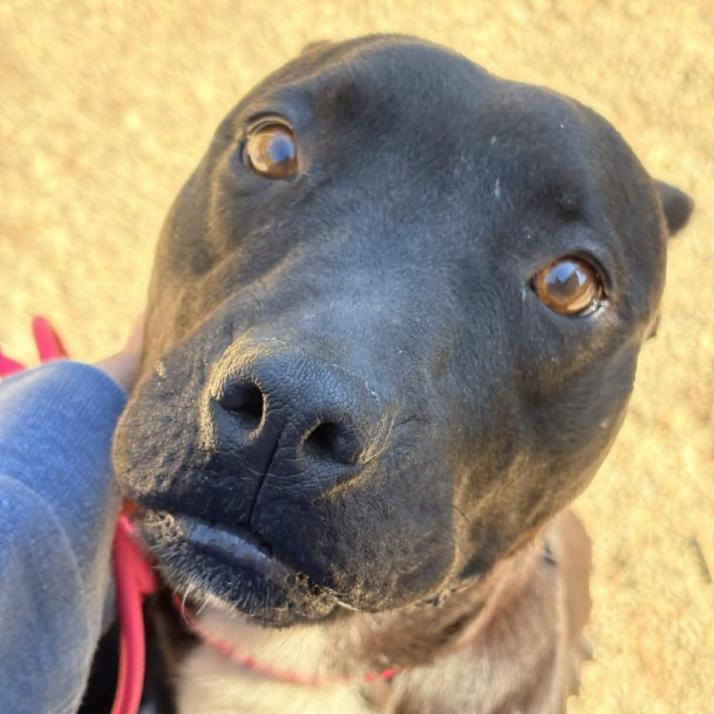Enlarge Black Beauty, a Adoptable American Staffordshire Terrier in Greenville, SC image 1/6