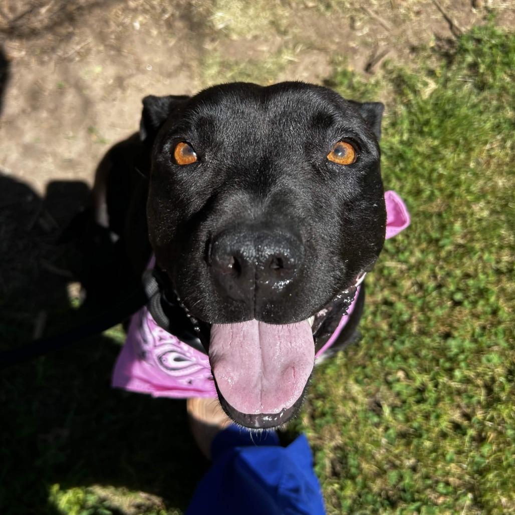 Enlarge Black Beauty, a Adoptable American Staffordshire Terrier in Greenville, SC image 2/6