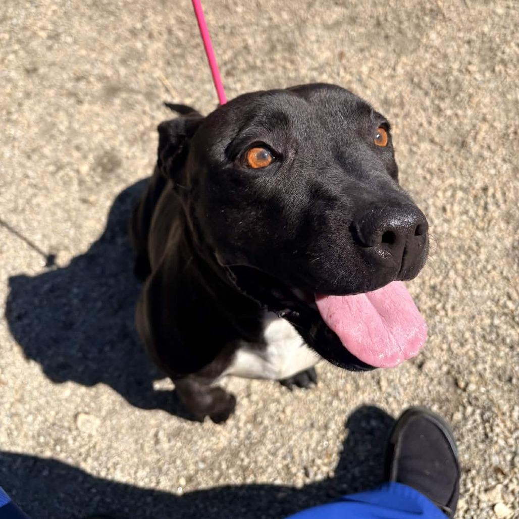 Enlarge Black Beauty, a Adoptable American Staffordshire Terrier in Greenville, SC image 3/6