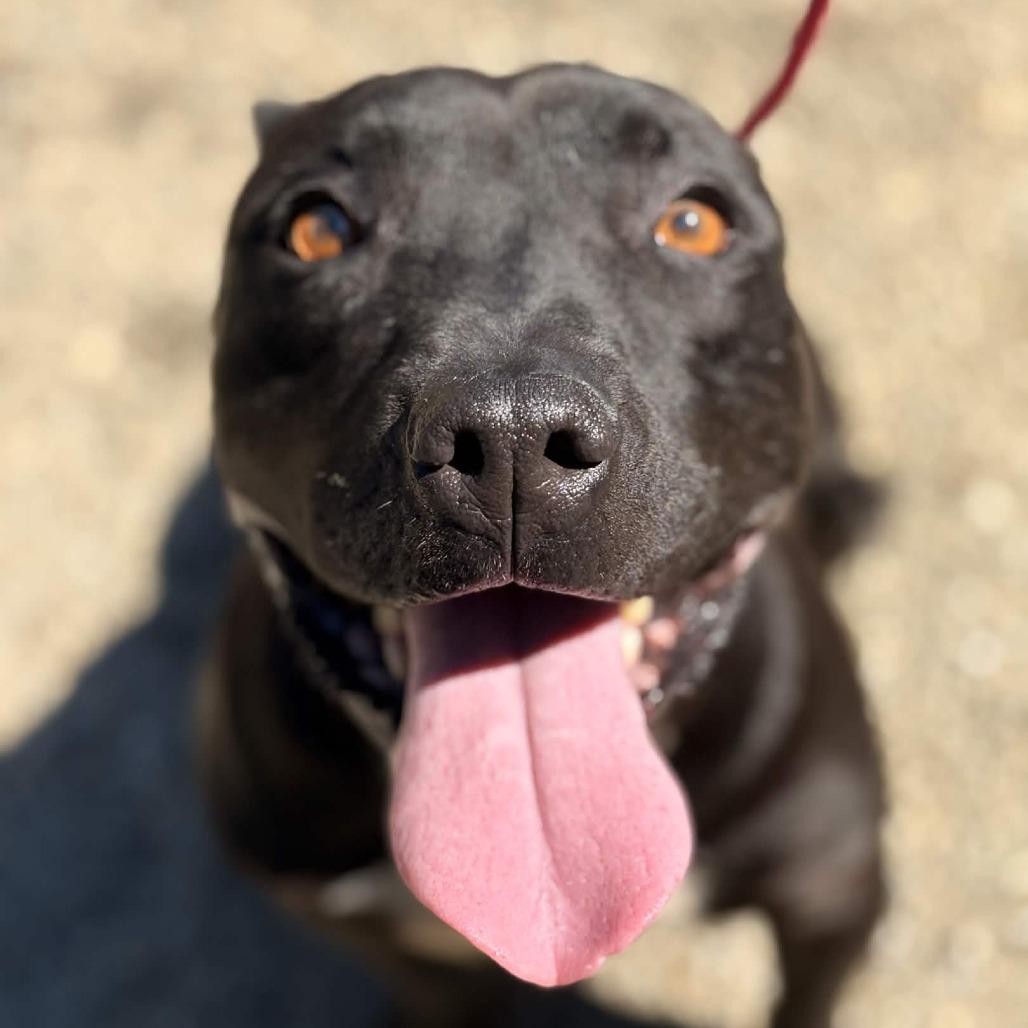 Enlarge Black Beauty, a Adoptable American Staffordshire Terrier in Greenville, SC image 4/6