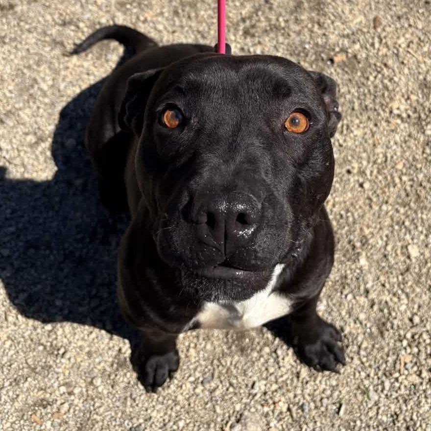 Enlarge Black Beauty, a Adoptable American Staffordshire Terrier in Greenville, SC image 5/6