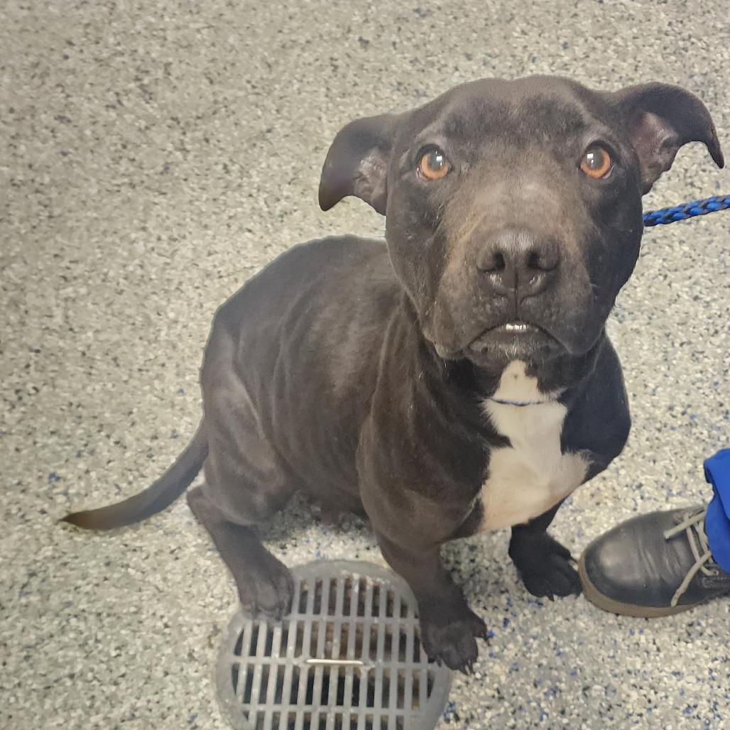 Enlarge Black Beauty, a Adoptable American Staffordshire Terrier in Greenville, SC image 6/6