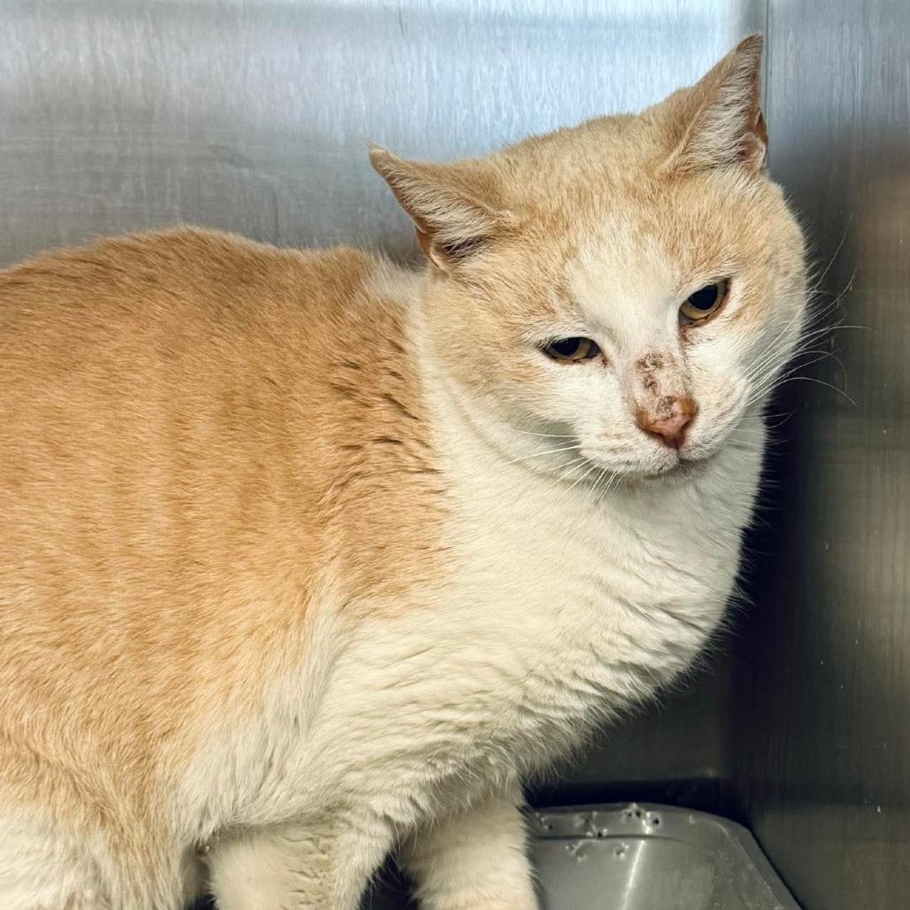 Cheeto, Adoptable, Adult Male Domestic Short Hair.