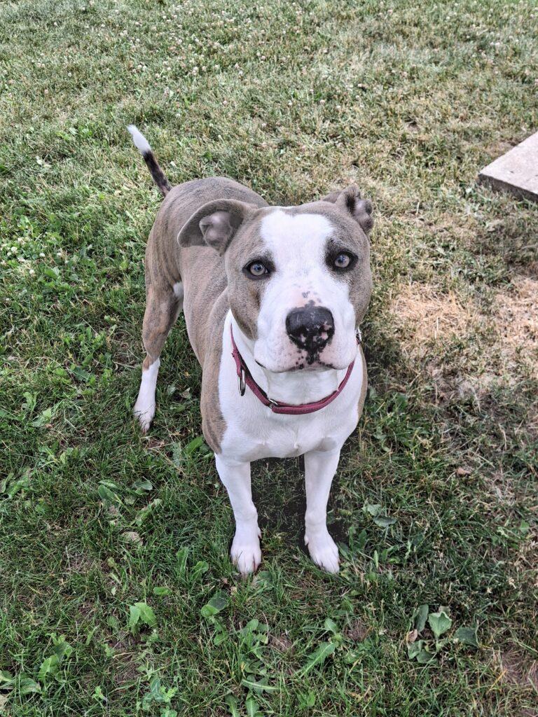 MOON, ADOPTABLE, Adult Female Pit Bull Terrier.