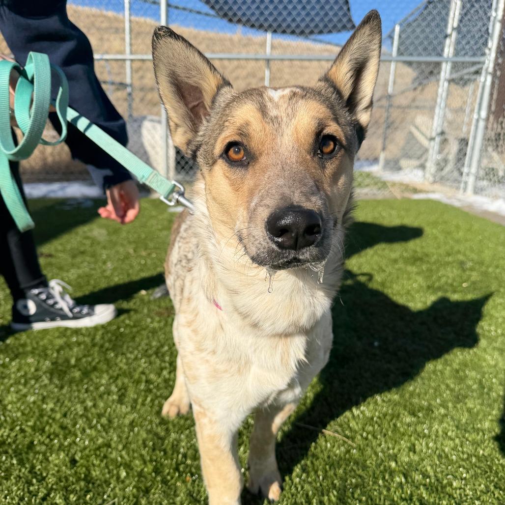 Tucker, Adoptable, Adult Male Cardigan Welsh Corgi & Australian Cattle Dog / Blue Heeler.