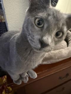 Gucci, Adoptable, Kitten Female Russian Blue.