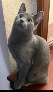Enlarge Gucci, a Adoptable mixed breed in Parlier, CA image 2/4