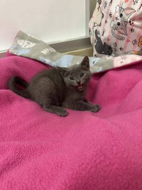 Enlarge Gucci, a Adoptable mixed breed in Parlier, CA image 4/4