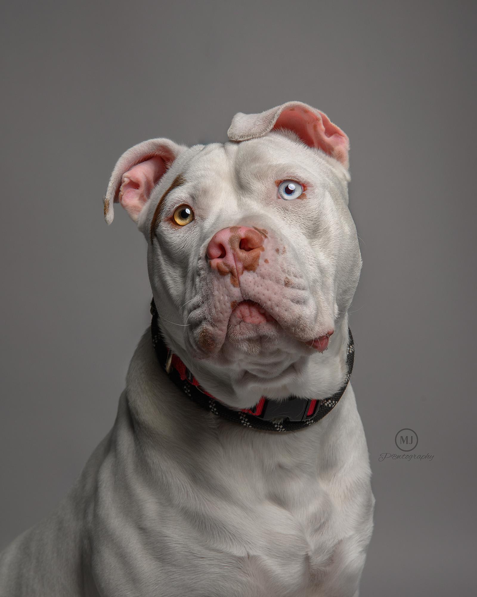 Pluto, a Adoptable Pit Bull Terrier in Geneseo, IL image 3/4