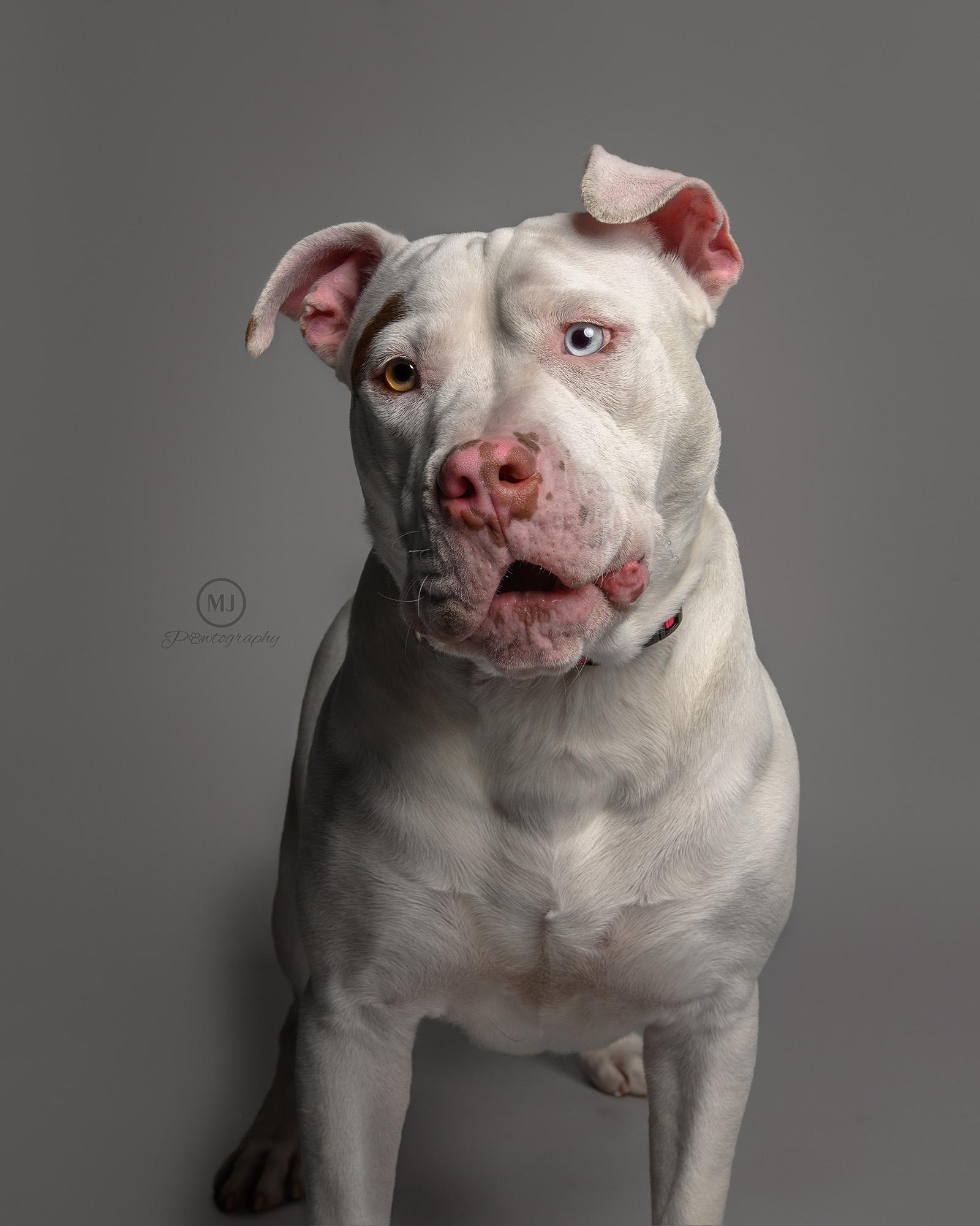 Pluto, a Adoptable Pit Bull Terrier in Geneseo, IL image 2/4